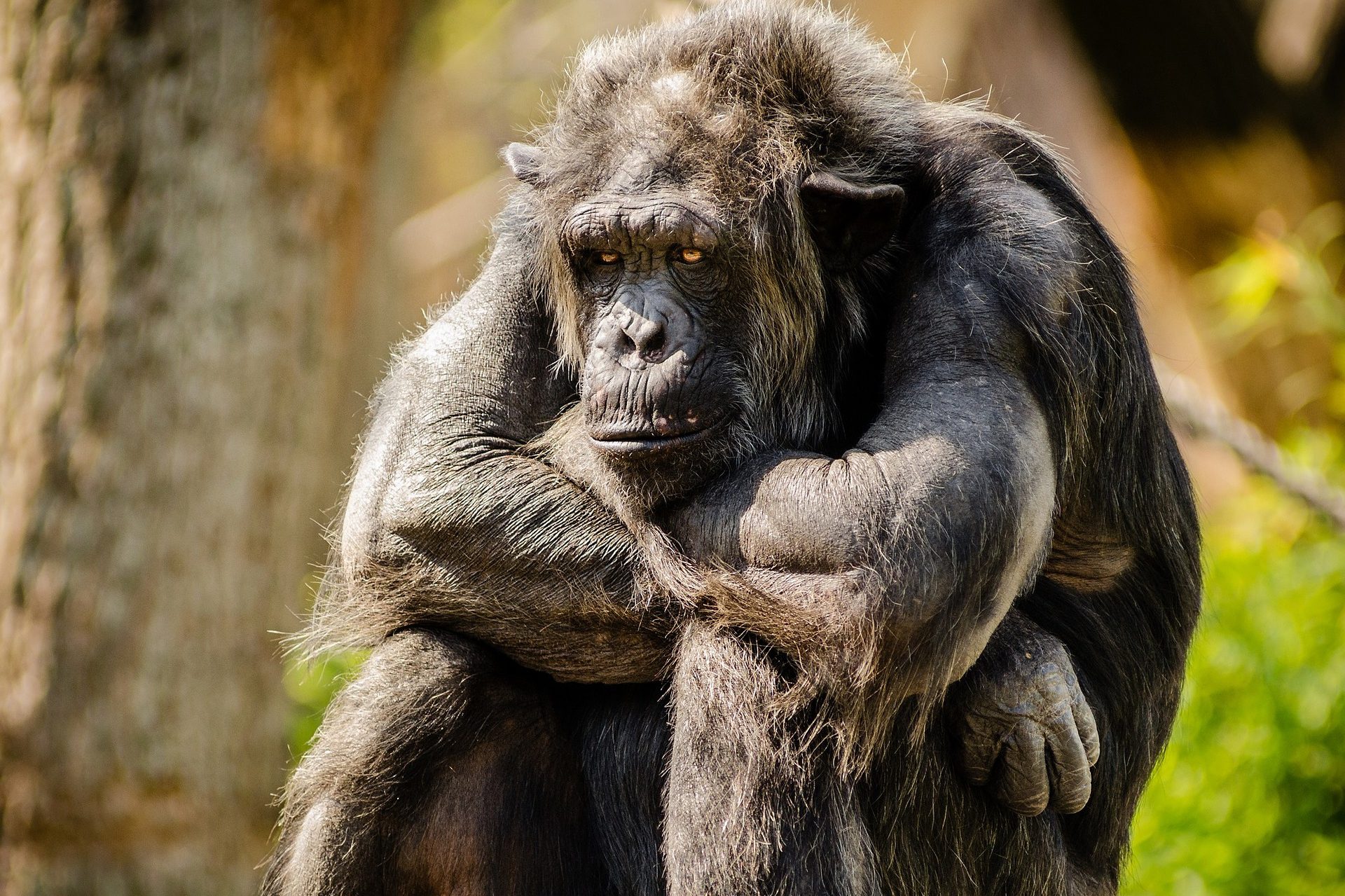 cropped-chimpanzee-978809_1920.jpg